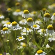 mayweed, flower background, flower wallpaper, flowers, plant, chamomile, beautiful flowers, anthemis, white flowers, petals, bloom, wildflowers, nature, botany